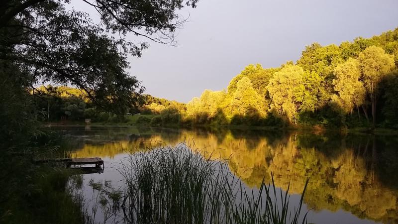 Державі повернули лісову територію на Харківщині, яка оцінюється в 10 мільйонів гривень | Новини Харкова та України - АТН